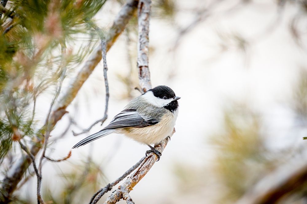 Colorado-Ft Collins Black-capped chickadee